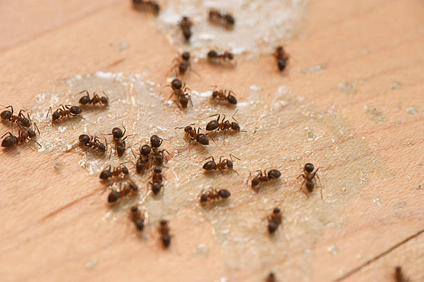 Spider Control Near Me in Darby, PA