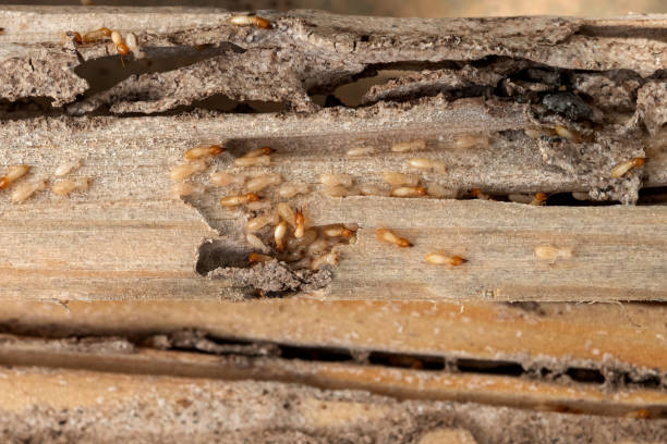 Best Pest Prevention Services  in Darby, PA